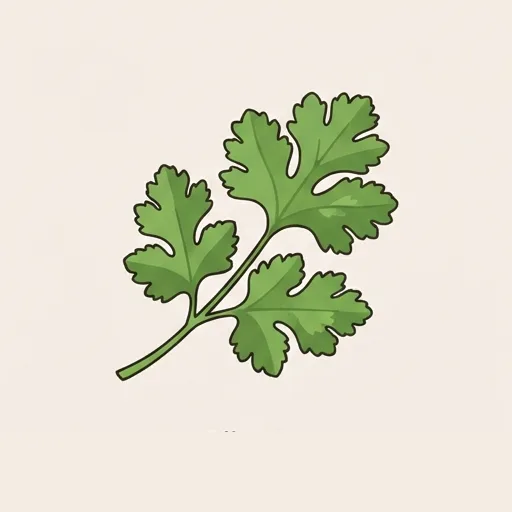 Cilantro