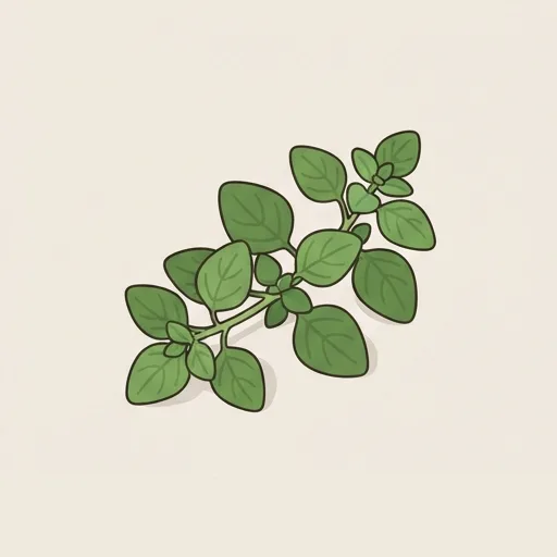 Oregano