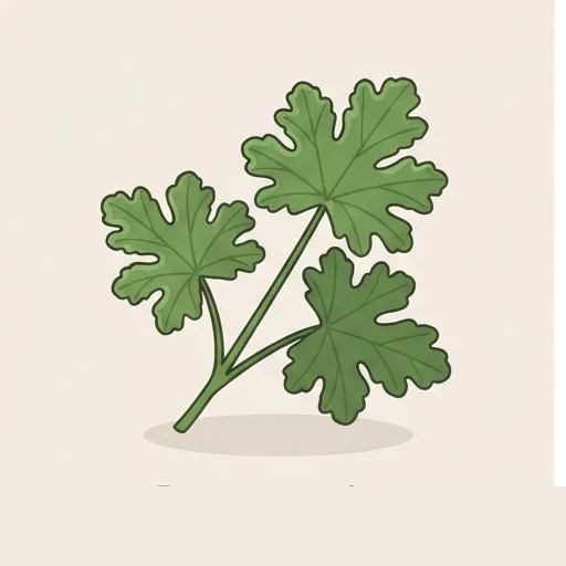Rose geranium